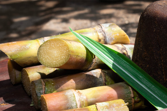 Sugar Cane