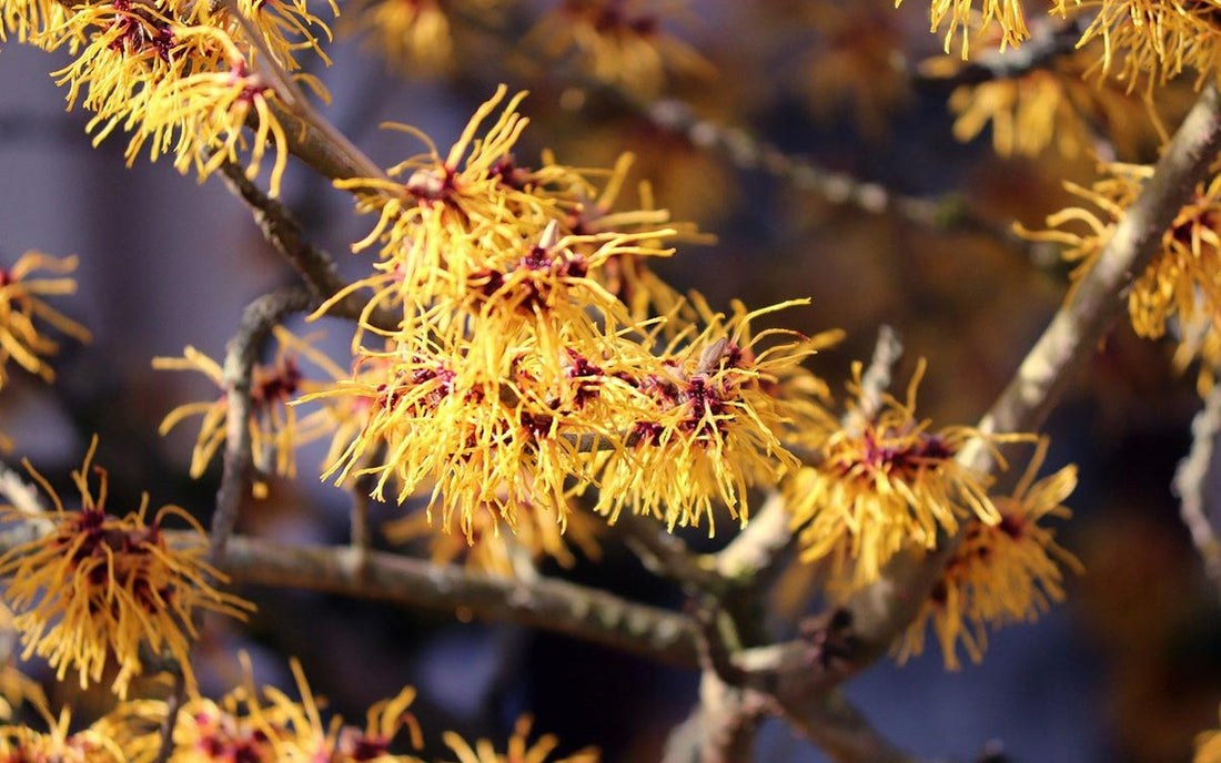 Witch Hazel